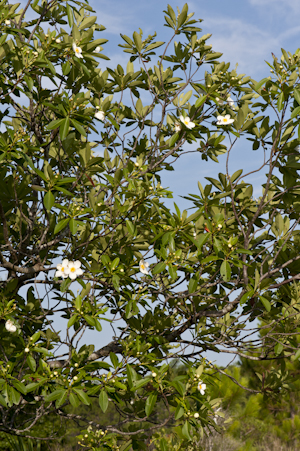 Gordonia lasianthus