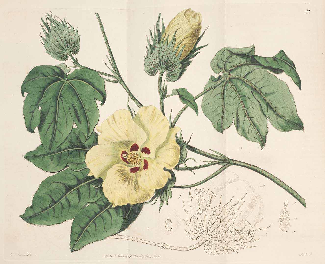 Gossypium barbadense