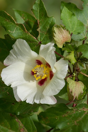 Gossypium hirsutum