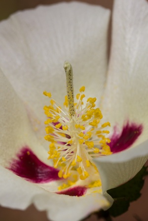 Gossypium hirsutum