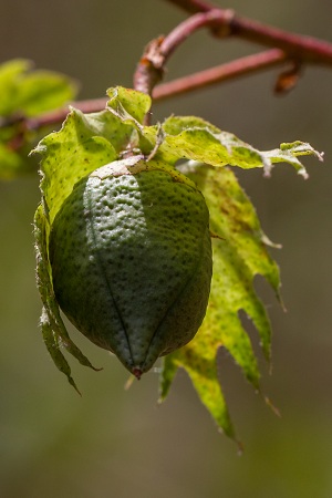 Gossypium hirsutum