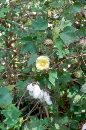 Gossypium hirsutum