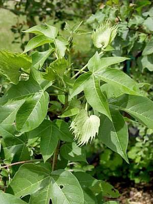 Gossypium hirsutum