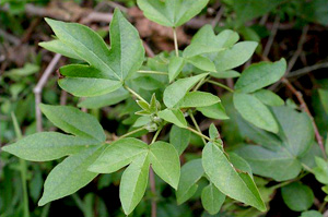 Gossypium hirsutum