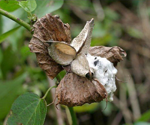 Gossypium hirsutum