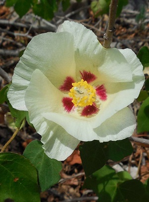 Gossypium hirsutum