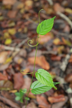 Gouania lupuloides