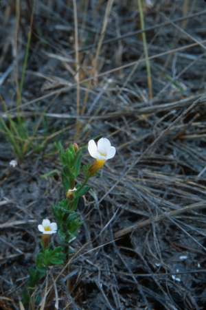 Gratiola ramosa