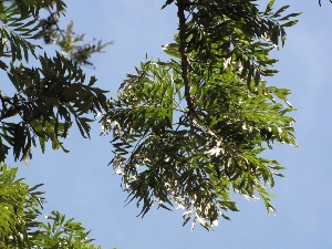 Grevillea robusta