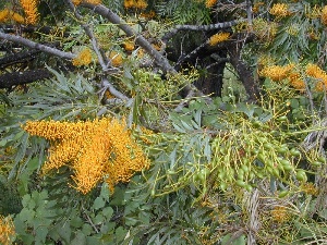 Grevillea robusta