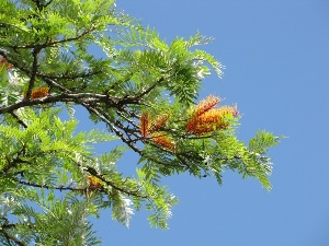 Grevillea robusta