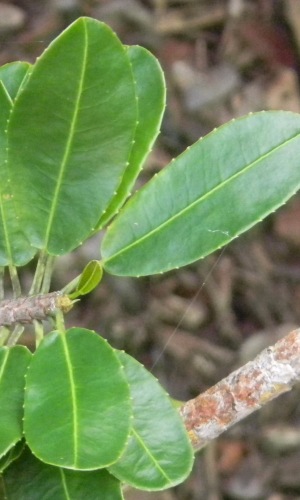 Grimmeodendron eglandulosum