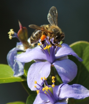 Guaiacum officinale