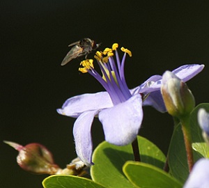 Guaiacum officinale