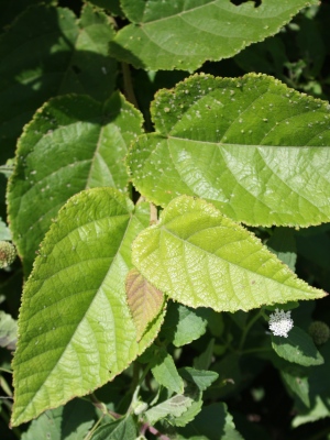 Guazuma ulmifolia