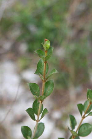 Guettarda elliptica