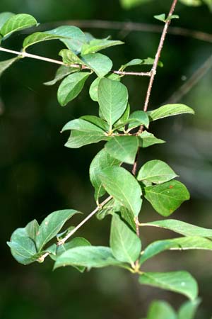 Guettarda elliptica