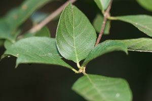 Guettarda elliptica