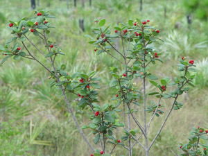 Guettarda scabra