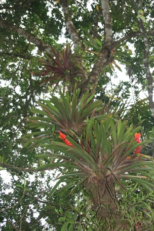 Guzmania berteroniana