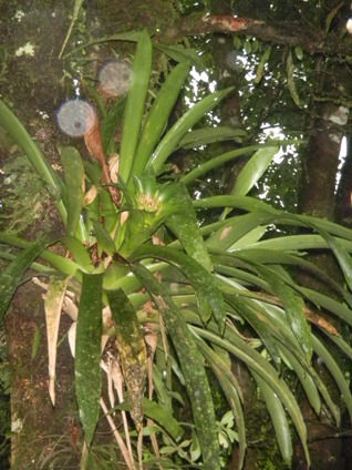 Guzmania lingulata