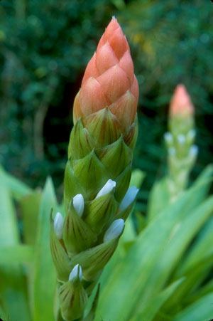 Guzmania monostachia