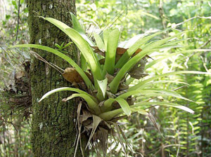 Guzmania monostachia