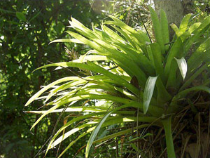 Guzmania monostachia