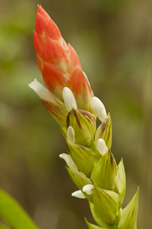 Guzmania monostachia