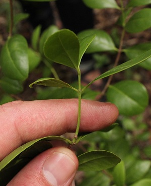 Gyminda latifolia