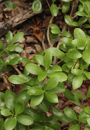 Gyminda latifolia