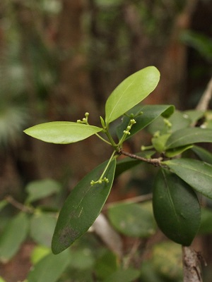 Gyminda latifolia