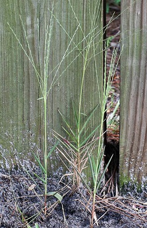 Gymnopogon brevifolius