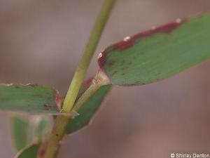 Gymnopogon chapmanianus