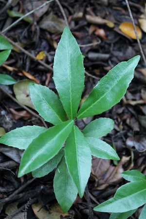 Gymnanthes lucida