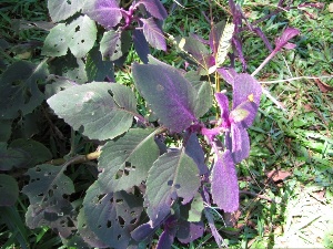 Gynura aurantiaca