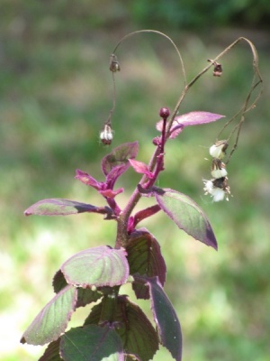 Gynura aurantiaca