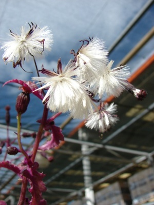 Gynura aurantiaca