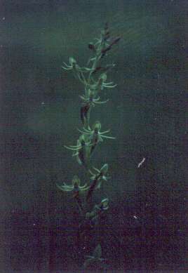 Habenaria distans