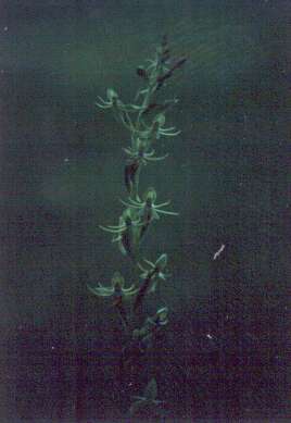 Habenaria distans