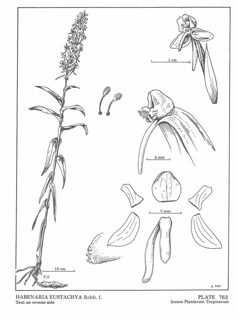 Habenaria eustachya