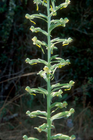 Habenaria floribunda