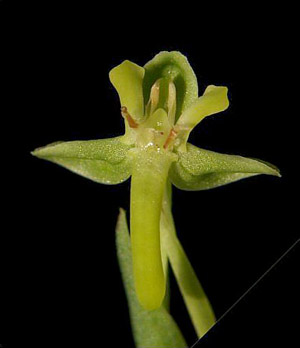 Habenaria floribunda