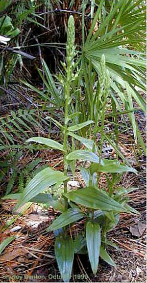 Habenaria floribunda