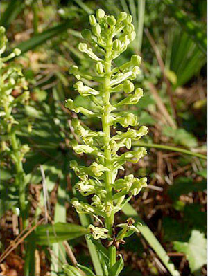 Habenaria floribunda