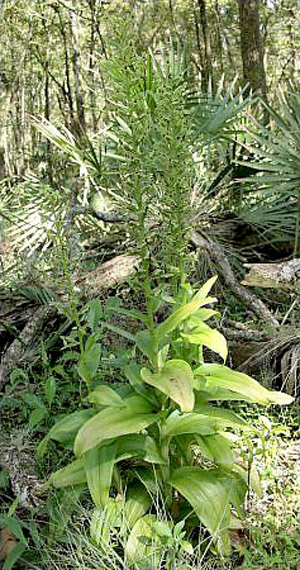 Habenaria floribunda