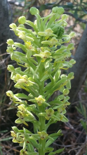 Habenaria floribunda