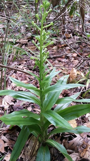 Habenaria floribunda