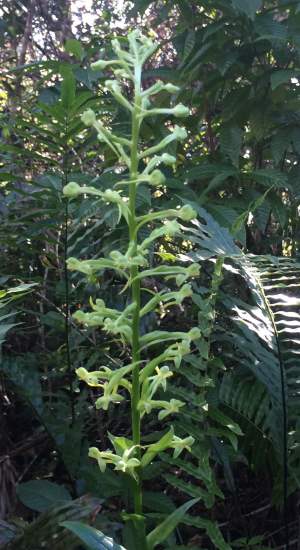 Habenaria floribunda