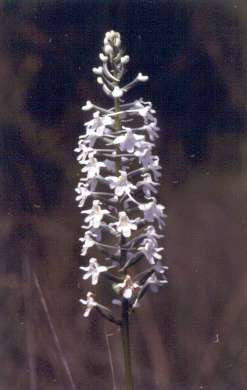 Habenaria nivea